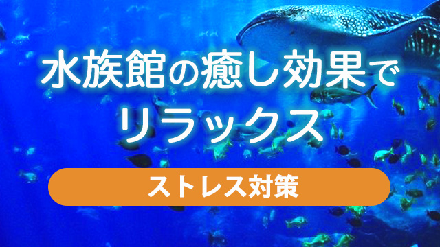 水族館の癒し効果でリラックス！心に与える影響